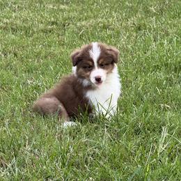 Red tri boy 1 - Red tri-color male Australian Shepherd puppy in Saint Augustine, Florida from NorthBeach Aussies