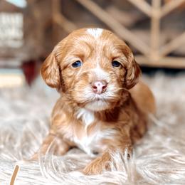 Honey - Caramel female Australian Labradoodle puppy in Decatur, Alabama from Southern Meadows Doodles