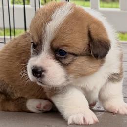 Nutmeg - Red female Pembroke Welsh Corgi puppy in Trout, Louisiana from Miss Red's Corgi Farm