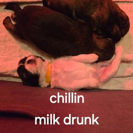 Girl  yellow collar - Brindle and white female Shih Tzu puppy in Missouri from Farm Animal Mommy Shih tzu's Michalek Dog Breeder