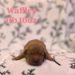 Waffles - Yellow female Labrador Retriever puppy in Puyallup, Washington from 12 Door Farm Labradors