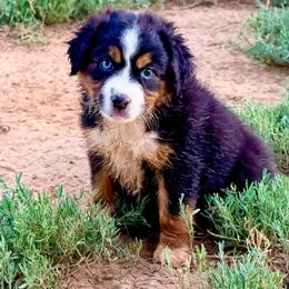 Hurricane - Black tri-color female Australian Shepherd puppy in Mineral Wells, Texas from A6 Australian Shepards