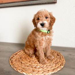 Flint - Apricot male Goldendoodle puppy in Billings, Montana from Montana Raised Doodles
