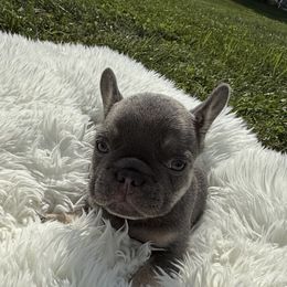 Storm - Tricolors male French Bulldog puppy in Monrovia, Maryland from Frederick Frenchies