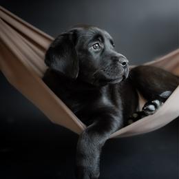Boomer - Black male Labrador Retriever puppy in Allons, Tennessee from UC Labradors LLC