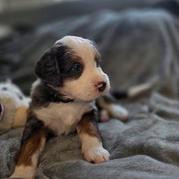 Brownie - Merle male Bernedoodle puppy in Mc Gaheysville, Virginia from Doting Doodles