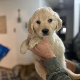 Aqua Collar - Light golden female Golden Retriever puppy in Rainier, Washington from Hanson’s NW Goldens & Doodles