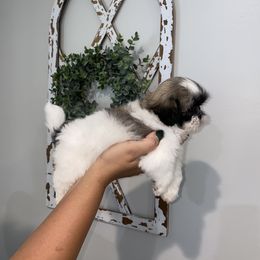 Shih Tzu Puppies from It’s a Shih Tzu world