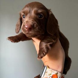 Sheldon - Chocolate male Dachshund puppy in Piedmont, Oklahoma from Jess’s Dachshunds