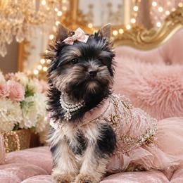 Claire - Black and gold female Yorkshire Terrier puppy in Warren, Michigan from Danielle's Yorkie Babies