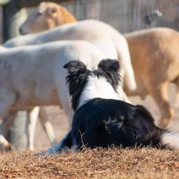 Border Collies from Cloudland bordercollie