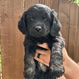 Hersey - Black and tan male Cockapoo puppy in Ladera Ranch, California from Cookie Cocker Farms