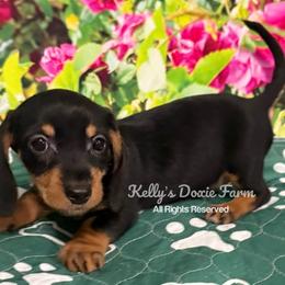 Black and Tan Possible Smooth Coat Purple Collar - Black and tan female Dachshund puppy in Cleveland, Tennessee from Kelly's Doxie Farm