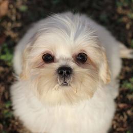 Autumn Breeze Birch - Cream and white female Shih Tzu puppy in Cartersville, Georgia from Autumn Breeze Shih Tzus and Friends