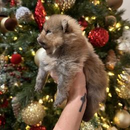Rocko - Orange sable male Pomeranian puppy in Paducah, Kentucky from Perennial Poms Pomeranian Breeder