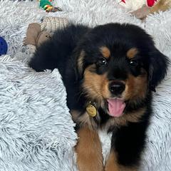 Teddy-Orange Collar - male Golden Mountain Dog puppy in Loveland, Colorado from Grateful Bernese & Gage's Goldens