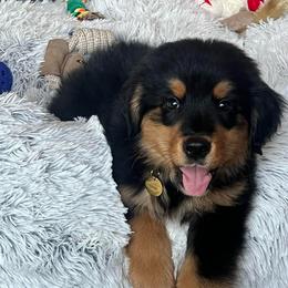 Teddy-Orange Collar - male Golden Mountain Dog puppy in Loveland, Colorado from Grateful Bernese & Gage's Goldens