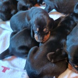 Black and Tan Coonhound Puppies from Bridget Taylor- MiOwn Hounds