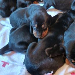 Black and Tan Coonhound Puppies from Bridget Taylor- MiOwn Hounds