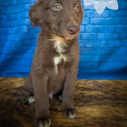 Clover - Red & white male Australian Shepherd puppy in Owego, New York from WildBloom Australian Shepherds