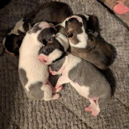 Boston Terrier Puppies from Boston Jelly Beans