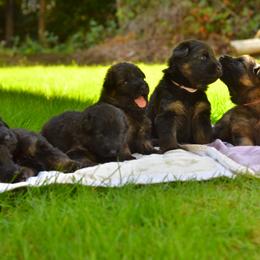 German Shepherd Puppies from Crescent Lake Shepherds