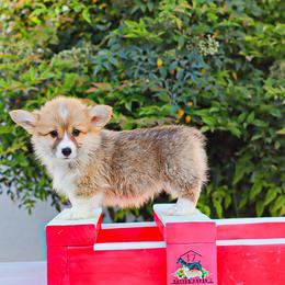 Brown collar - Red male Pembroke Welsh Corgi puppy in Caliente, California from Rafter Cross 7