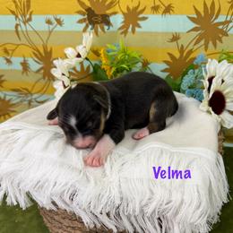 Velma - Black tri-color female Australian Shepherd puppy in El Dorado Springs, Missouri from OR Aussies