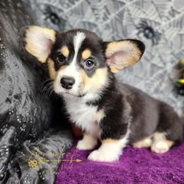 Pembroke Welsh Corgi Puppies from Arrowleaf Corgis