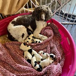 Aussiedoodle, Bernedoodle, and Poodle Puppies from Sis' Doodles & Poodles