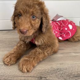 Harlow - Red female Bernedoodle puppy in Garrettsville, Ohio from Sunset Family Farm