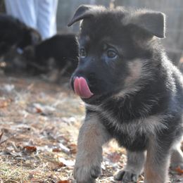 German Shepherd Puppies from Vom Aariz