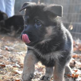 German Shepherd Puppies from Vom Aariz