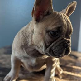 Gremmie - Blue fawn female French Bulldog puppy in Rochester, New York from Upstate Champion Kennels