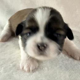 Marilyn Monroe - Gold and white female Shih Tzu puppy in Winston Salem, North Carolina from Little Miracles Shih Tzu