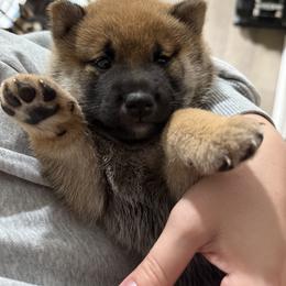 Shiba Inu Puppies from Shiba Co.