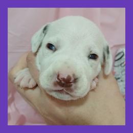LUA LIVER SPOT GIRL - White and liver brown female Dalmatian puppy in Perry, Michigan from Mid-Michigan Dalmatians