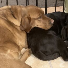Labrador Retriever Puppies from Lynn’s English Labradors