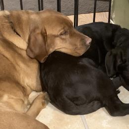 Labrador Retriever Puppies from Lynn’s English Labradors
