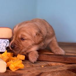 Muenster - Dark golden male Golden Retriever puppy in Eustis, Florida from Earley Goldens