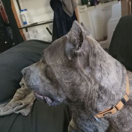 Caly - Cane Corso