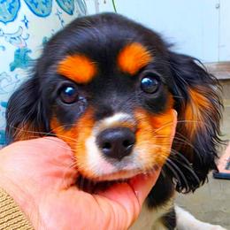 Halsey - Tri-color female Cavalier King Charles Spaniel puppy in Watsontown, Pennsylvania from Huntsman Cavaliers