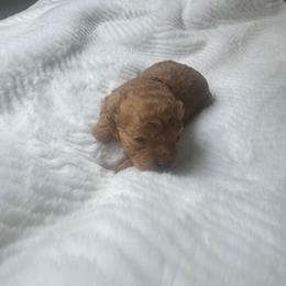 Macaron - Red male Maltipoo puppy in San Diego, California from Maltipoos SD
