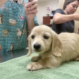 Dachshund Puppies from Island Farms Mimi’s Dachshunds Florida