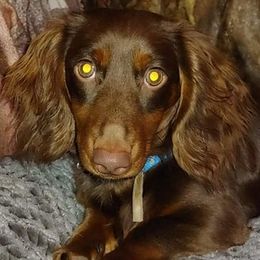 Dachshunds and Treeing Feists from 10x Farms