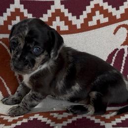 Sally - Dapple female Dachshund puppy in Escalon, California from Dashing Dachshunds RF