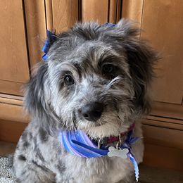 Rowena - Cockapoo