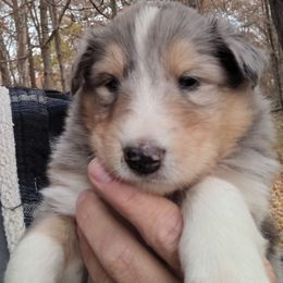 Teddy - Blue merle white and tan male Collie puppy in Salem, Indiana from Living Blessed Collies