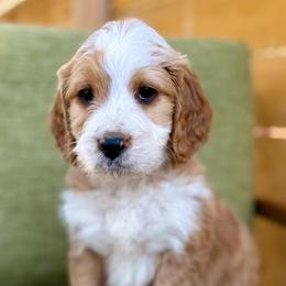 Dustin-Orange collar boy - Red male Bernedoodle puppy in Colorado Springs, Colorado from Mercy Mountain Bernedoodles