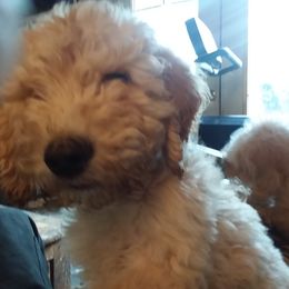 Goldendoodle puppies from Hamish's Pups